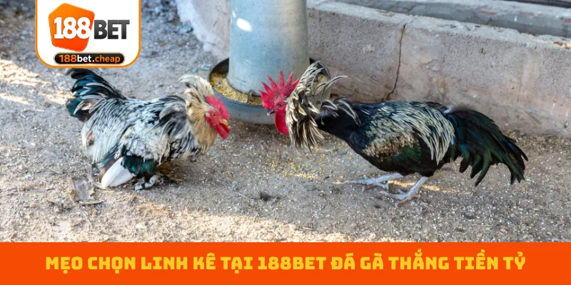 meo-chon-linh-ke-tai-188bet-da-ga-thang-tien-ty